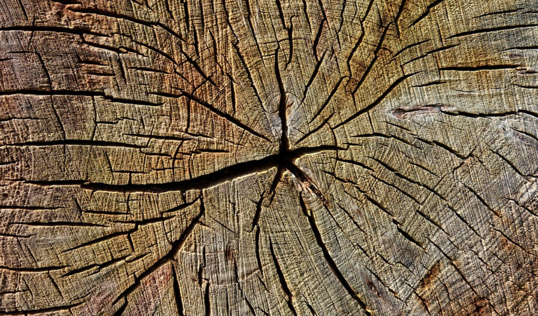 textura dřeva